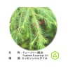 NOTO TEATREE OIL Essential Oil 0.2 fl oz (5 ml)