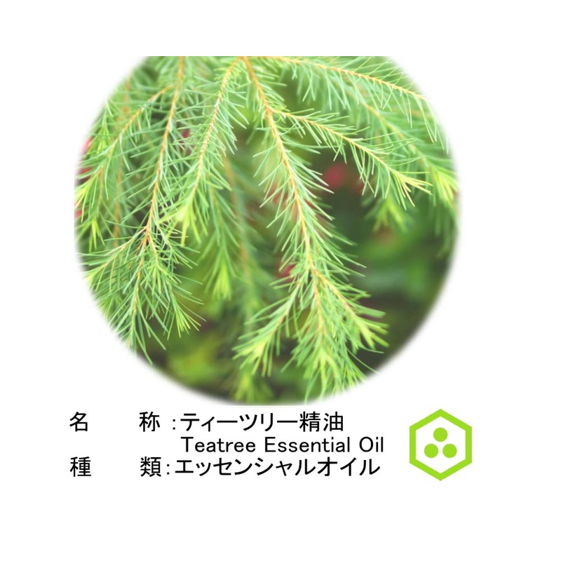 NOTO TEATREE OIL Essential Oil 0.2 fl oz (5 ml)