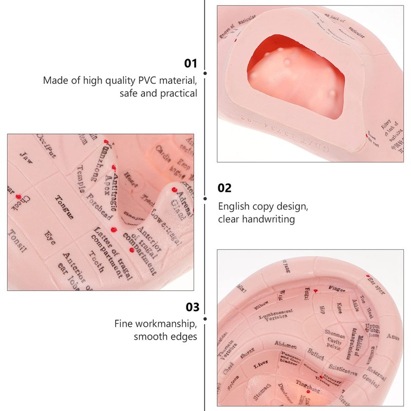 Human Ear Model Ear Acupuncture Anatomical Model Reflexology Acupoint Learning