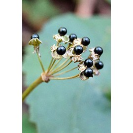 Wild Ramp Seeds Wild Leek Seeds Allium tricoccum (200)