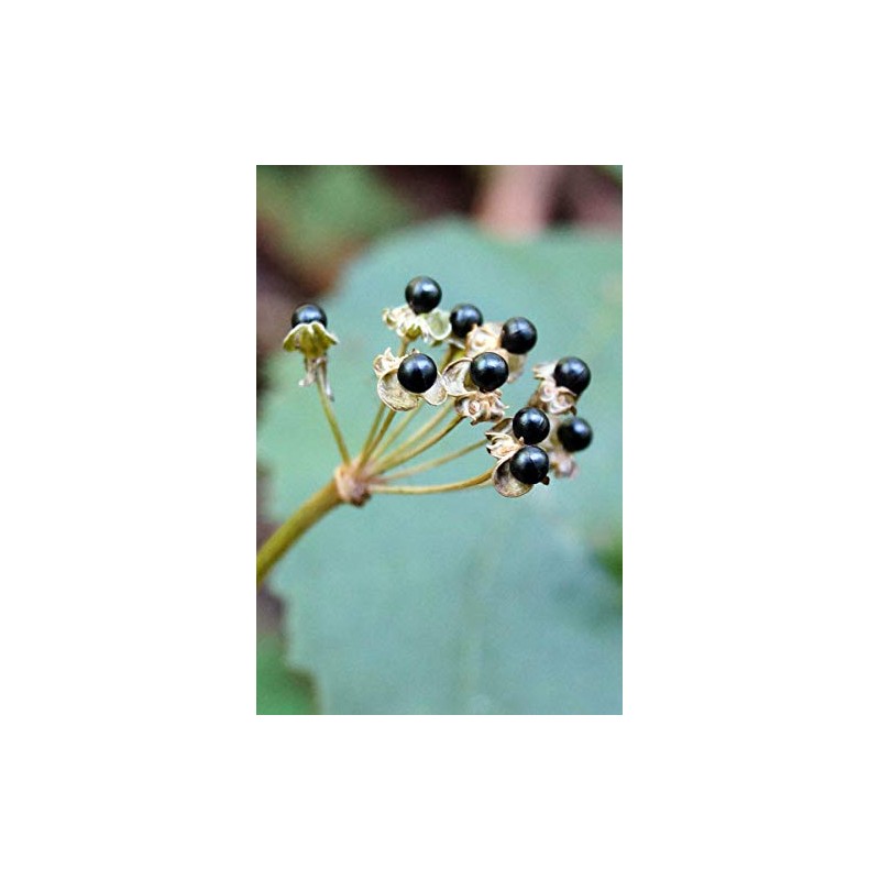 Wild Ramp Seeds Wild Leek Seeds Allium tricoccum (200)