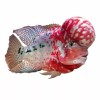 excalibur Mass Effect Flowerhorn Food For kok Growth. excalibur 1/2lb