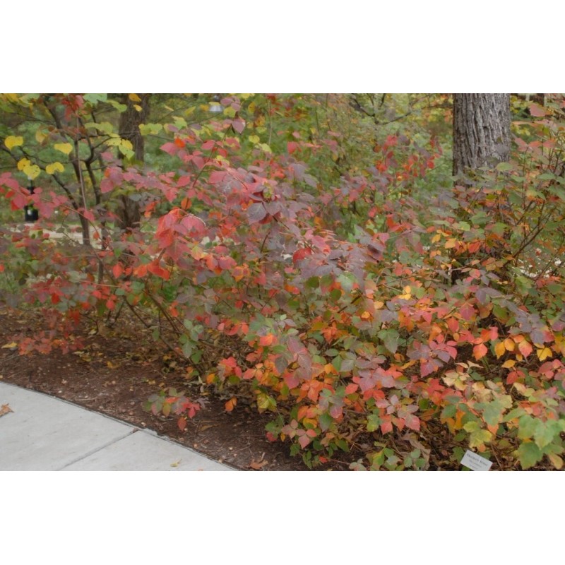 shrub 10 FRAGRANT LEMON SUMAC Cuttings Rhus Aromatica Plant Permaculture