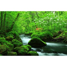 ZatiasMiller Stream Forest Aquarium Background Green Moss Tree Natural Landscape Terrarium Background Beautiful Forest Plants Tank Backdrop Wallpaper Decor Vinyl 36x18in