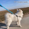 Boswany 2FT Bungee Dog Leash Short Traffic Training Lead Large