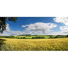 Yeele 20x10ft Vinyl Countryside Farm Field Backdrop for Photography Wheat Field Meadow Background Harvest Photo Booth Shoot Studio Props