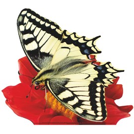 SP12645 Butterfly Old World Swallowtail on Flower Cardboard Cutout Standee Standup