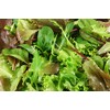 Viridis Hortus - Lettuce BabyLeaf Mesclun Mix - 5,000 (4.92g's)