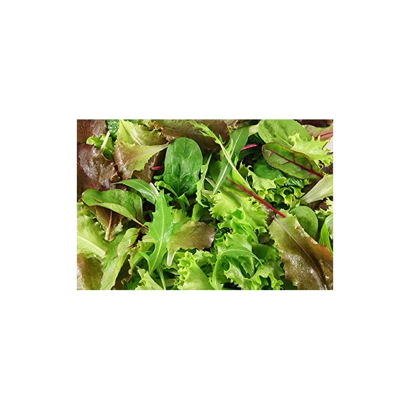 Viridis Hortus - Lettuce BabyLeaf Mesclun Mix - 5,000 (4.92g's)
