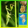 One Praying Mantis Egg Cases + FREE HATCHING BAG 2025