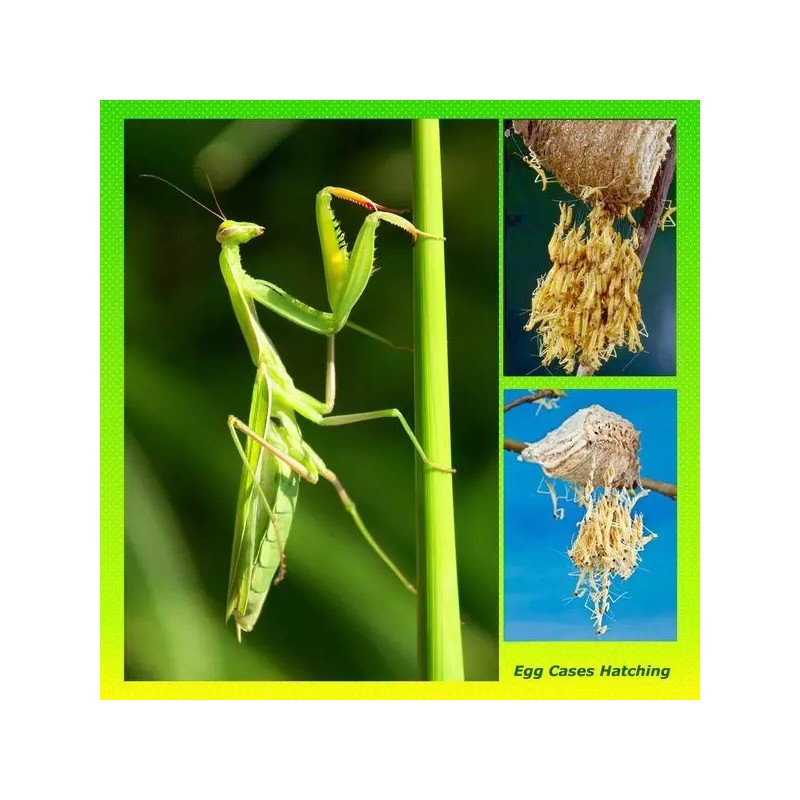 One Praying Mantis Egg Cases + FREE HATCHING BAG 2025