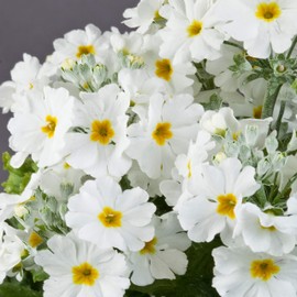 Outsidepride Fairy Primrose White - 1000 Seeds