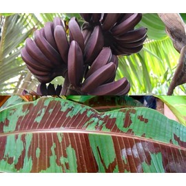 Unbranded Sumatrana "X" Cross Red Banana - Dwarf Red banana - Edible Red Banana