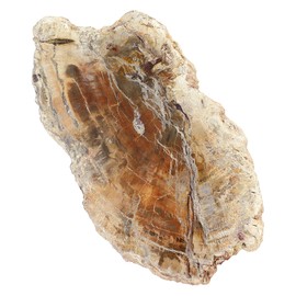 SUNYIK Irregular Natural Petrified Wood Slab Slice Stone Mineral Specimen 3"-5", Pack of 1