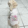 '80s Style Pattern' Pet Dog/Cat T-Shirt (PT00082079)