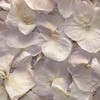 1 Pint of Antique Parchment Freeze Dried Hydrangea Petal Confetti