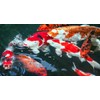 Sera 1 Piece KOI Professional Spring/Autumn Food, 4.86 lb/2200 g