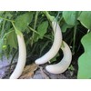 Pure White, Long Eggplant Seeds -50 Seeds- Very Productive !