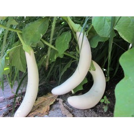 Pure White, Long Eggplant Seeds -50 Seeds- Very Productive !