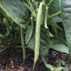 Southeast Seeds Slenderette Bush Green Bean Seeds, Stringless, NON-GMO, FREE