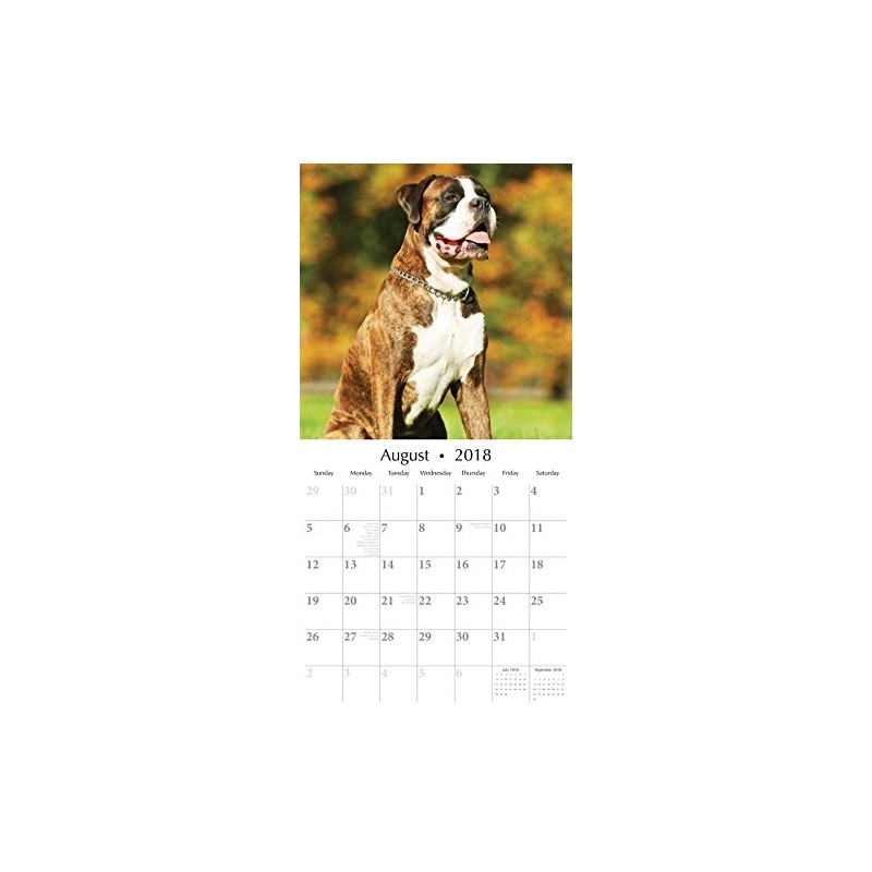 Paw Prints Range Boxers 2018 Square Wall Calendar