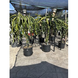 Cactus 3 Self Pollination  Live Dragon Fruit Tree Cuttings 8-12 Inches
