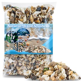 MAQIHAN Tiny Seashells for Crafts - Small Sea Shells Mixed Ocean Beach Shells Bulk for Home Decorations Wedding Decor Beach Theme Party Vase Filler (0.2-0.8 in, 314 Grams)