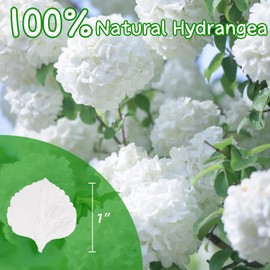 2500+ Real Dried Lvory White Hydrangea Petals - 1.76 oz Preserved Natural Flower Petals for Wedding Decor, Flower Girl, Party Confetti, Dinner Table Centerpieces, Handcrafts