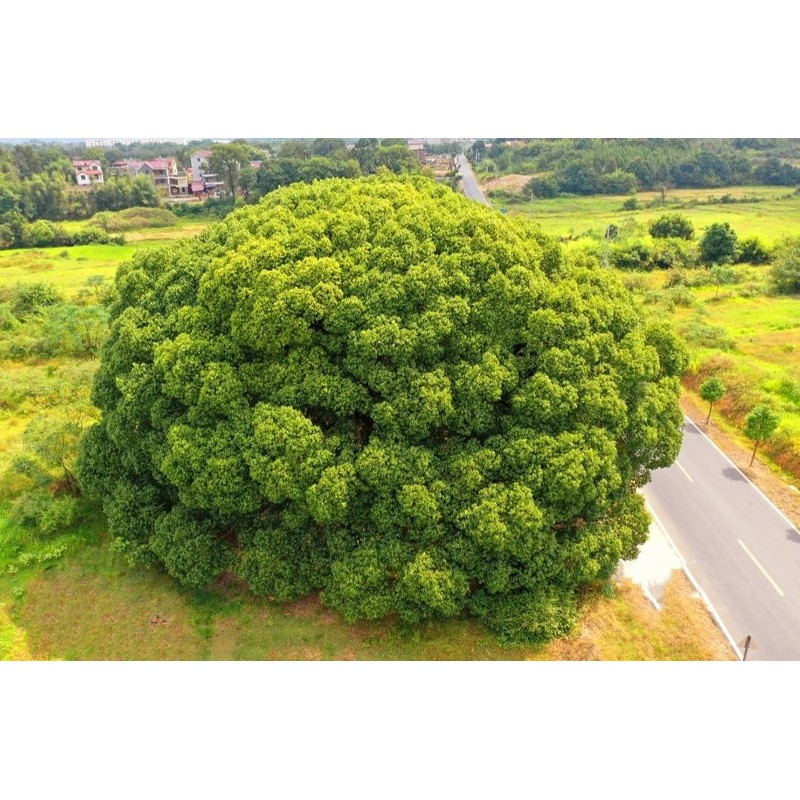 55 Camphor Tree Seeds Cinnamomum camphora camphorwood Camphor Laurel