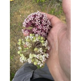 Dark Hybrid Clasping Milkweed Asclepias amplexicaulis - syriaca Seeds for Planting Packet Monarch Butterfly
