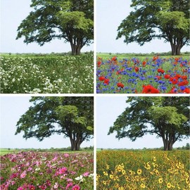 Eden Brothers Endless Summer Annual Succession Flower Mixed Seeds for Planting, 1/4 lb, 120,000+ Seeds with Cosmos | Attracts Pollinators, Plant in Spring or Fall, Zones 3, 4, 5, 6, 7, 8, 9, 10