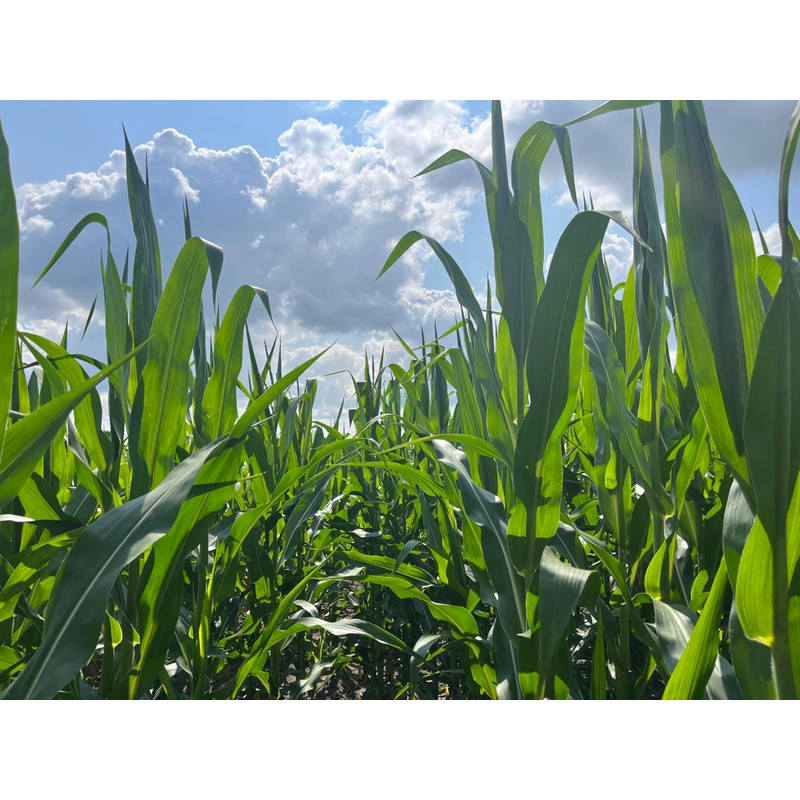 Hale Habitat & Seed Glyphosate Tolerant Field Corn Food Plot