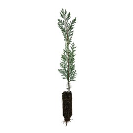 Incense Cedar | Medium Tree Seedling | The Jonsteen Company