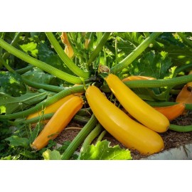 Southeast Seeds Golden Zucchini Summer Squash Seeds, Goldmine Zucchini, NON-GMO, FREE SHIPPING - 30 Seeds