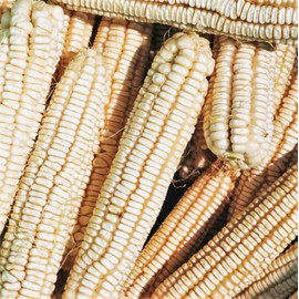 TomorrowSeeds - Silver King White Dent Corn Seeds - 3 Pounds - for 2026 Planting Open-Pollinated Field Flint Grinding Parching Silage Cattle Feed Meal Cover Crop Grow Your Own Home Farm Patio Healthy