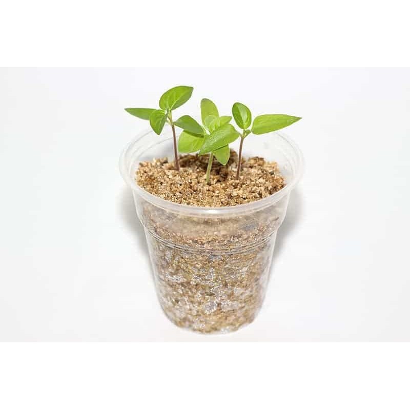 Premium Perlite and Vermiculite Blend for Seedling, Cuttings, and Propagation