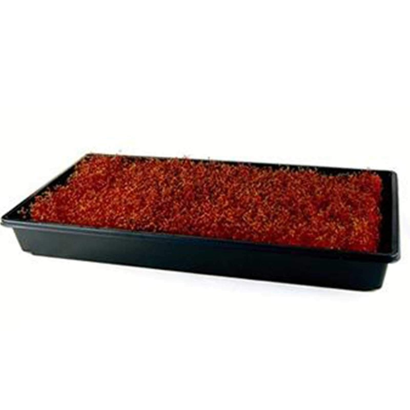 Organic Red Garnet Amaranth Microgreens Seeds - 1 Oz -