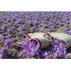 Zaffrus - Super-Premium All Red Saffron Threads For Cooking Saffron