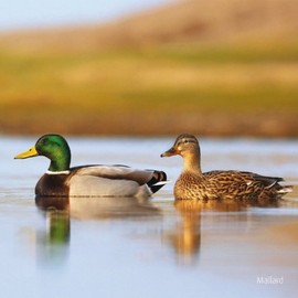 Really Wild Cards RSPB Mallard With Sound Effect Greeting Card