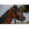 History Galore 24"x36" Gallery Poster, horse with bridle