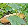 FRONTIER SEED CO USA FANTASTIC FLAVOR Pink Banana Winter Squash