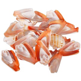 12 Half Cut Strawberry Strombus Shells Sliced Seashells 2" Beautiful Beach Wedding Crafts Decor
