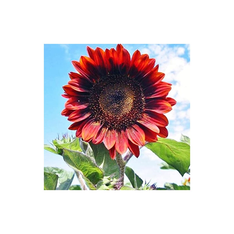 Red Sun Sunflower 50 Pcs Seeds - Helianthus Annuus Flowers