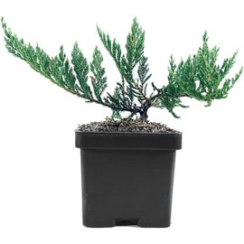 Juniper Blue Chip | 5 Live 4 Inch Pots | Juniperus horizontalis 'Blue Chip' | Low-Maintenance Ground Cover Plants | Drought-Tolerant Landscaping Shrub
