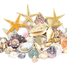 Mgs Shop Maritime Decoration, Decorative Shell Mix or Decorative Beach Sand For Decorating and Arts & Crafts