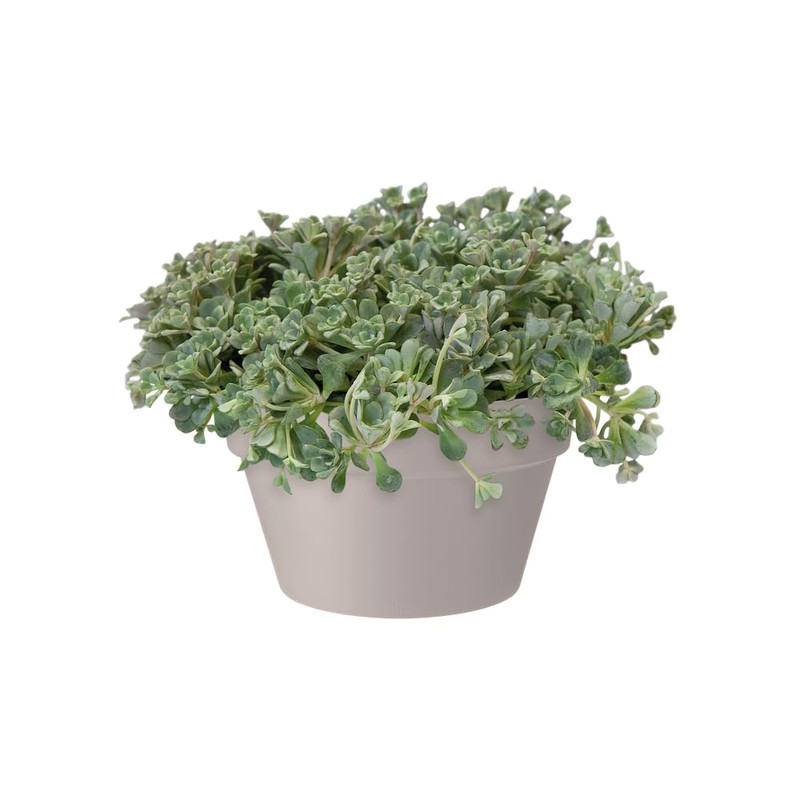 elho Loft Urban Bowl 35 - Flower Pot for Outdoor
