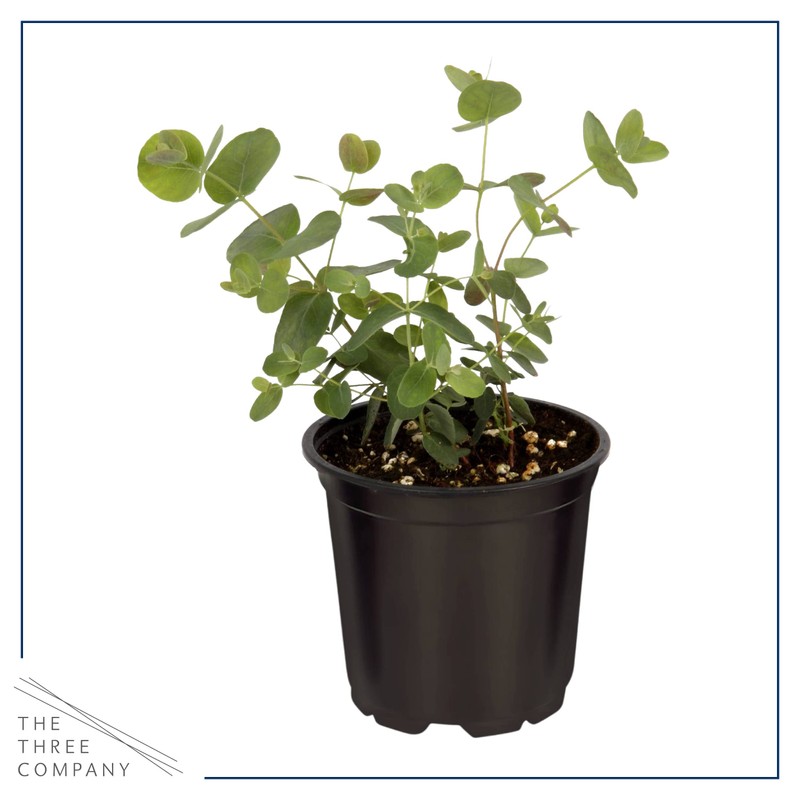 Live Aromatic and Edible Herbs - Assorted Varieties (4 Per