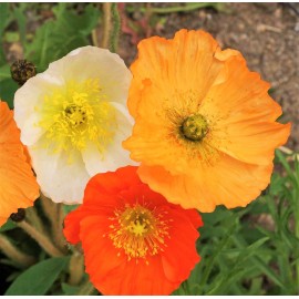 TomorrowSeeds Iceland Poppy Seeds | Papaver Nudicaule Paper Poppies Champagne Flower Seed 2025 - 1000+ Count