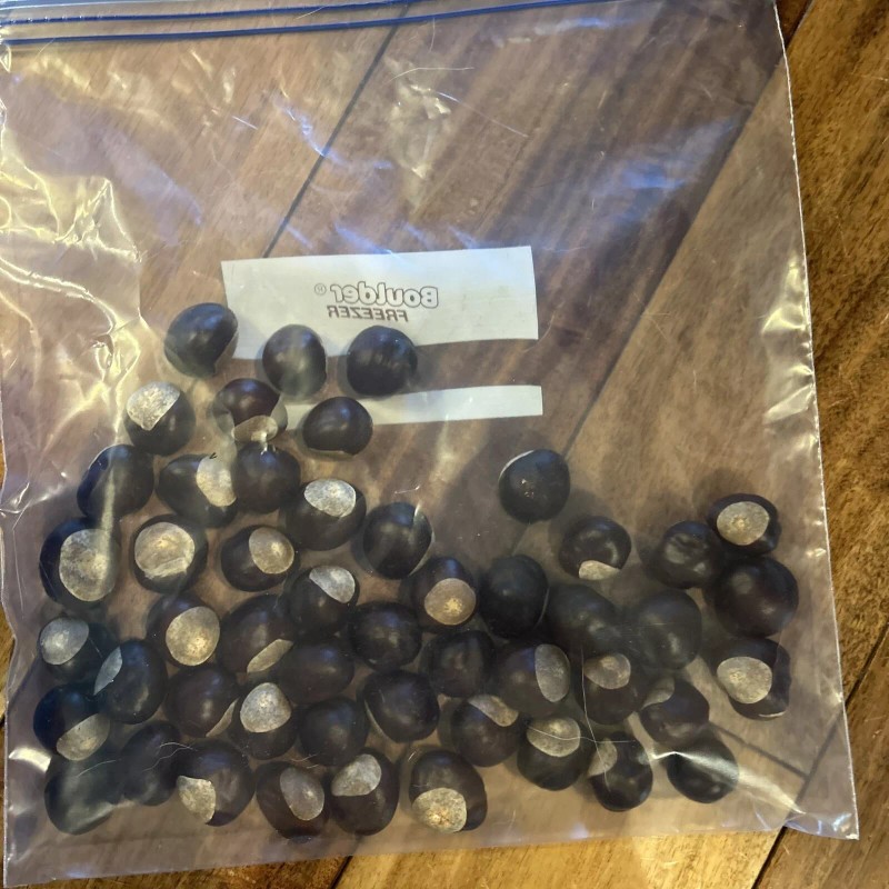 Buckeye nuts - The Original OSU Bucknuts!