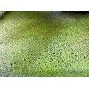 *BUY 2 GET 1 FREE* 2000+ Duckweed Lemna Minor Easy